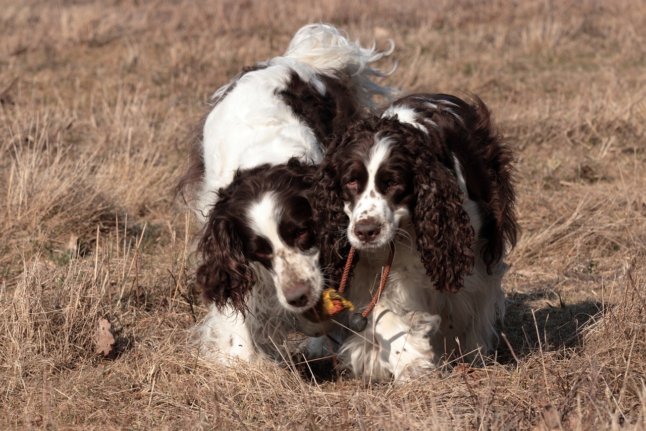 The Unique Features of the English Toy Spaniel